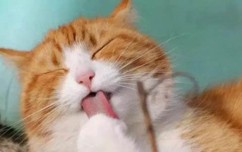 小猫从出生到发育成熟需要几个月时间