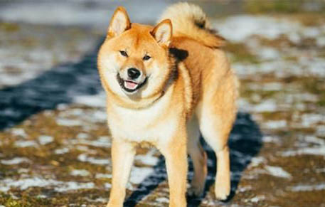 柴犬要养到多大才会听话