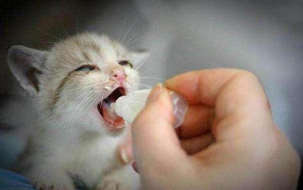 小猫为什么不吃东西?