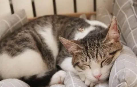 请问猫咪呕吐的原因及处理方法?