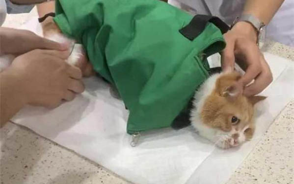 猫咪为什么晚上喜欢跑楼顶呢