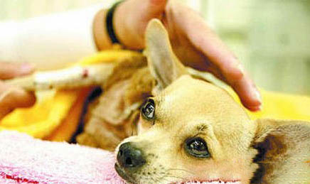 法斗犬多少钱一只幼犬