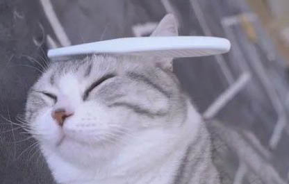 猫咪长虱子怎么样治疗最好