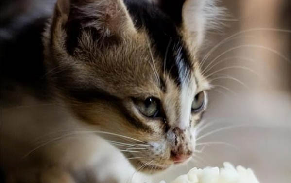 造成小猫呼吸不畅的原因