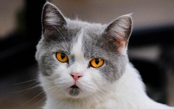 刚满一个月的小猫可以吃猫粮吗