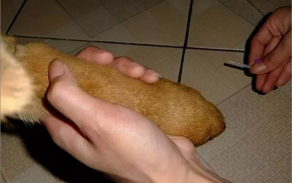 领养狗狗要注意什么