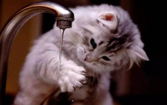 花露水对猫咪有伤害吗