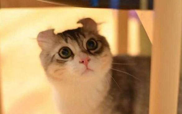 猫咪叹气是怎么回事