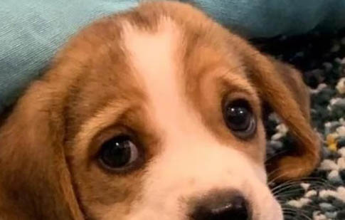狗狗为什么得犬瘟热的原因