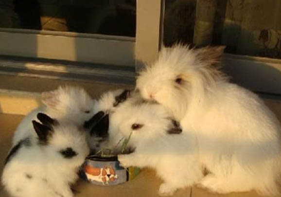狮子猫一条多少钱一只