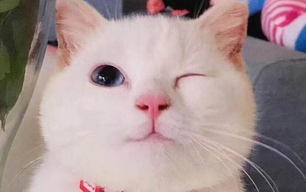 大猫能跟2个月小猫配上吗