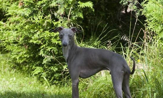 灵缇和格力犬的区别