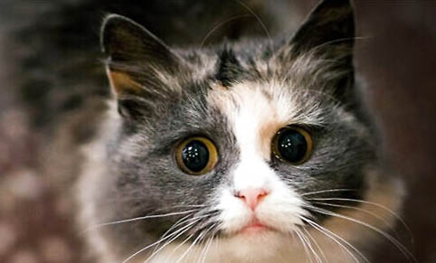 一个半月的小猫可以做体外驱虫吗