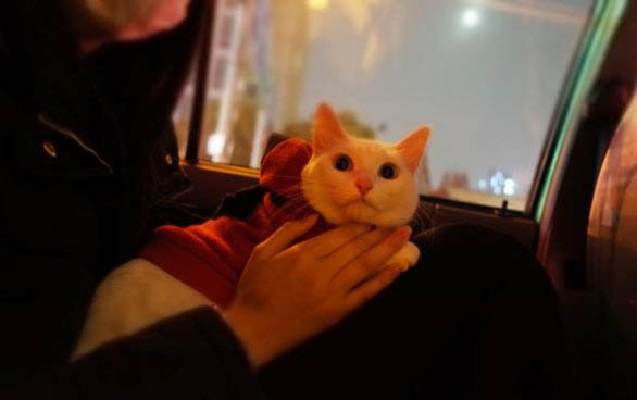 小猫多大可以洗澡了