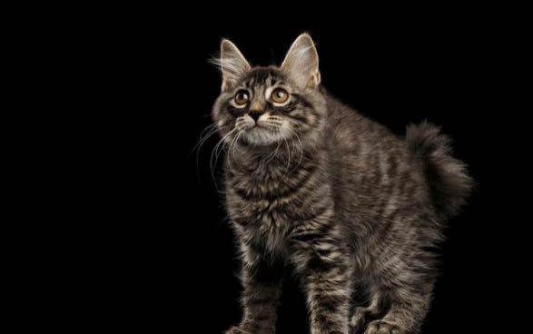 小猫打呼噜声音很大怎么办