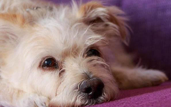 棉花面纱犬哪里有卖