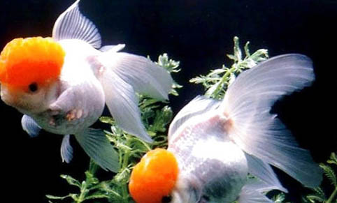 草金鱼的繁殖方法