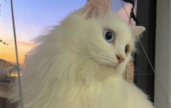 猫咪肾结石肾衰竭适宜吃虾吗