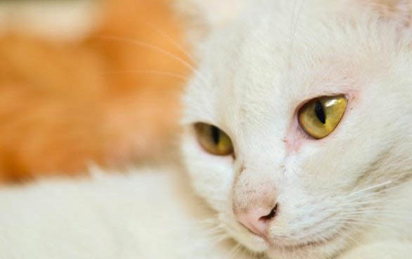 关于猫咪需要磨牙?