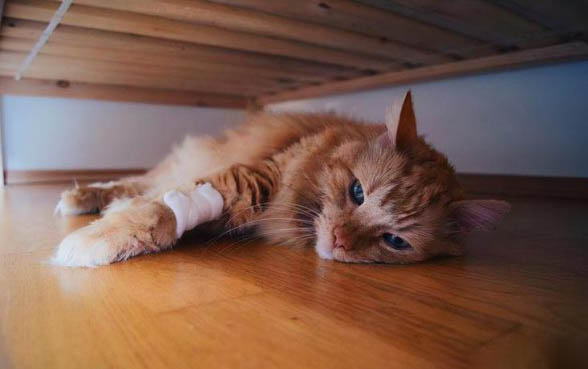 2个月小猫一顿吃15粒猫粮