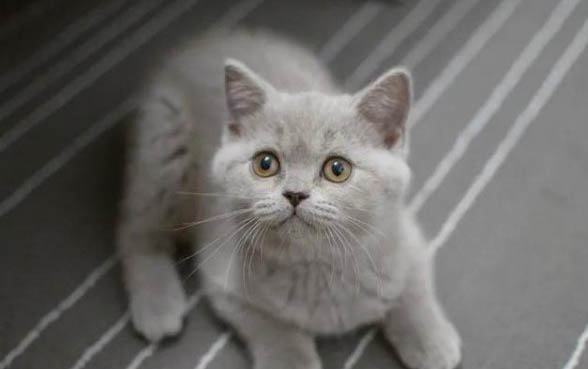 猫咪脑震荡能自愈吗