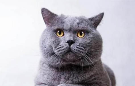 英短猫猫眼睛为什么会流眼泪？