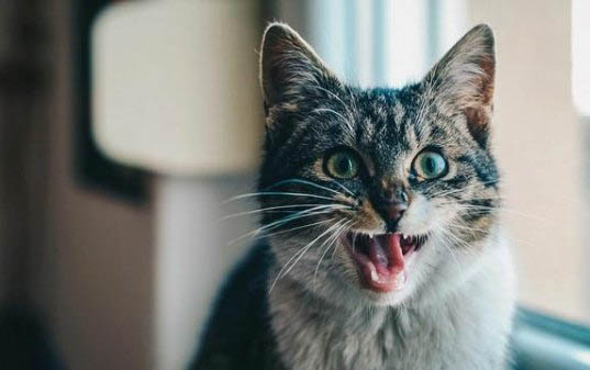 猫咪不吃东西整天睡觉的原因？