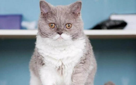 宠物店猫咪体外驱虫多少钱一次