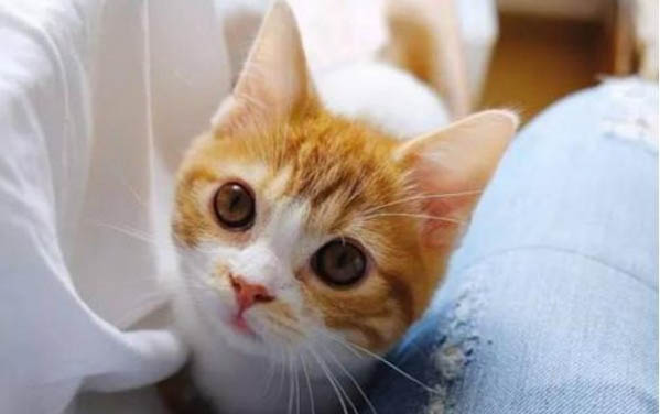 2个月小猫咪拉稀但精神很好怎么回事