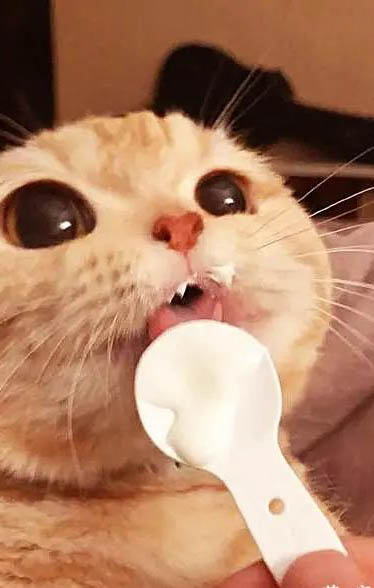 84消毒液对猫咪有害吗?
