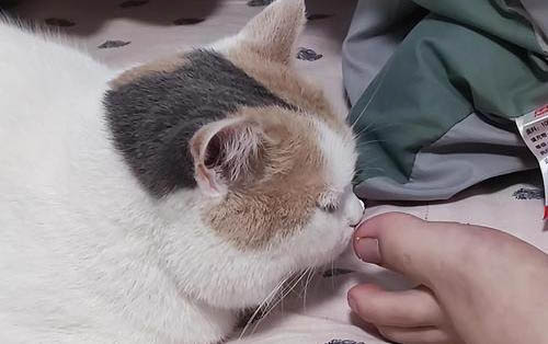 猫咪得了胰腺炎的症状