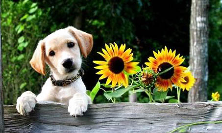 棉花面纱犬哪里有卖