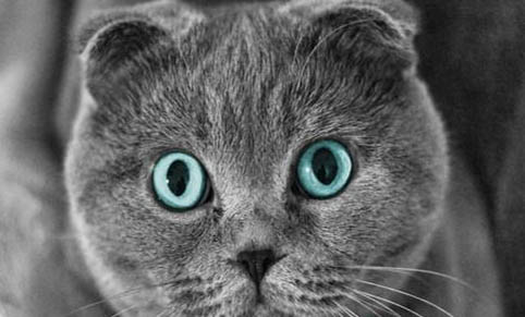 猫突然不吃东西还呕吐是怎么了