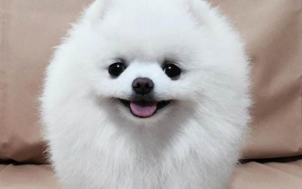 挑选狗狗需要注意什么