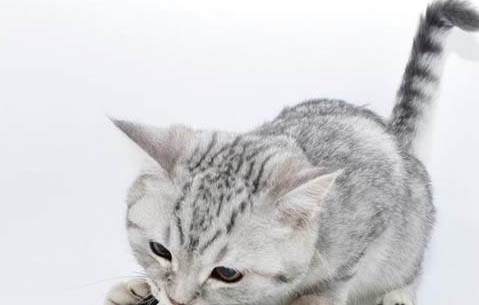 猫咪得了耳螨严重吗