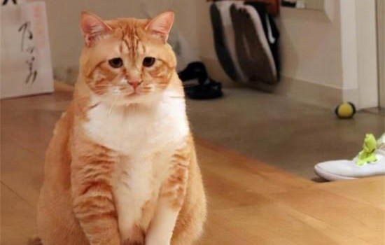 橘猫为什么会胖？