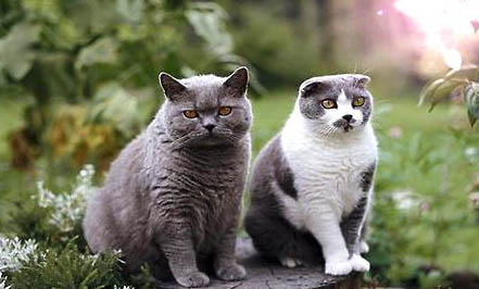 卡尔特猫嘴巴臭的原因及处理方法