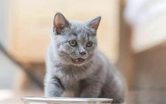 小猫有口臭怎么处理