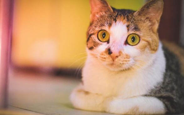 小猫咪可以吃狗狗的狗粮吗