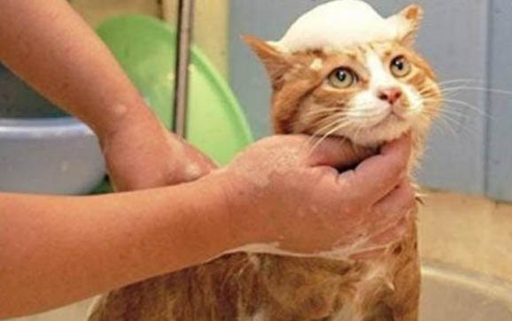 猫咪感冒了怎么办