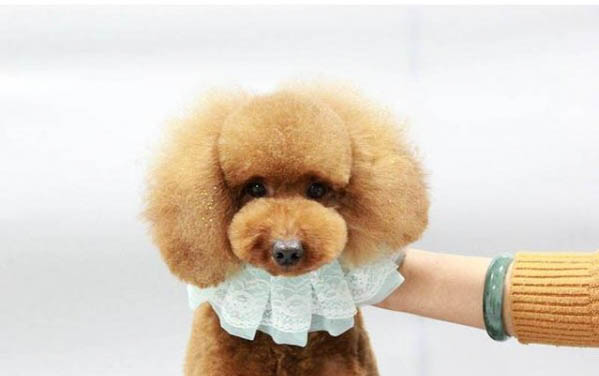 狗狗生病的表现有哪些