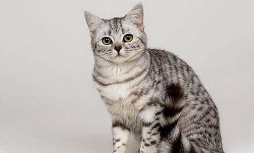猫猫可以养洋牡丹吗
