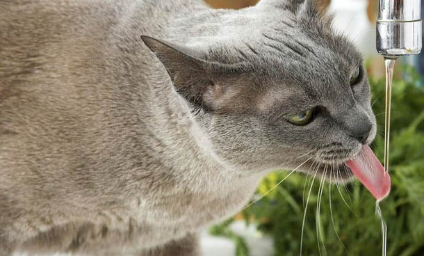 怎么判断猫咪是不是得了猫藓