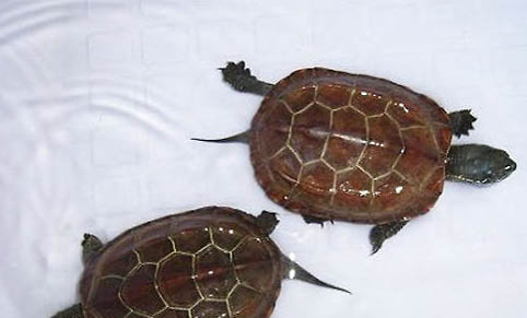 乌龟换壳和烂壳有什么区别？