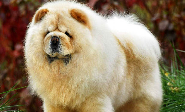 松狮犬有狂犬病毒能活多久