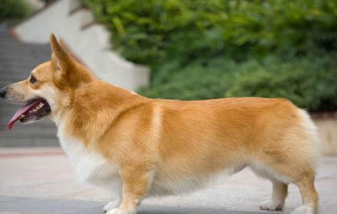 柯基犬打它能听话吗