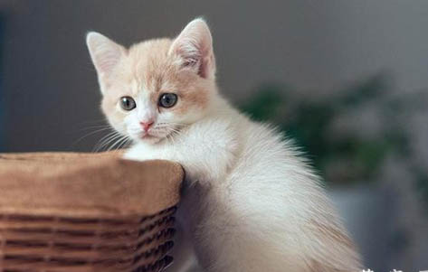 2个月的小猫吃多少猫粮？