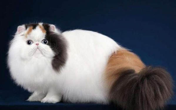 小猫不好好吃饭怎么办