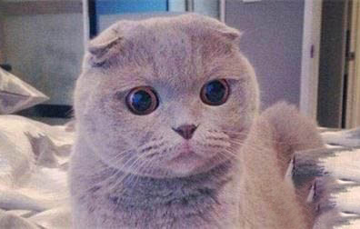 猫咪为什么会蹲着走路不稳呢