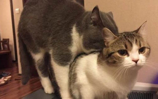 猫罐头直接喂还是掺水